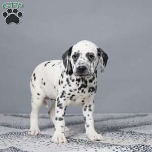 Linsay, Dalmatian Puppy